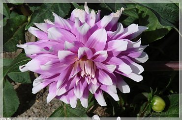 #dalie #kwiaty #ogród #lato