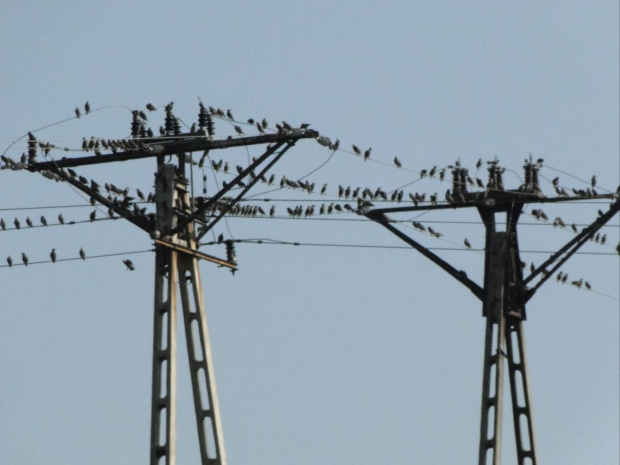 Plaga ptaków zleciała się na słoneczniki. Póniej na kompie patrzę a ja mam ISO 800 ustawione i zdjęcia nie wyszły jak miały wyjć i co za cholerę nie mogłem zrobić ciemnych zdjęć tego dnia. Widać choroba nie dróżba fotografa... :( PS. ostatnie chwile...