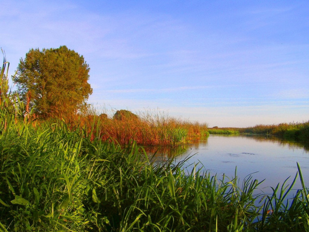 Narew.