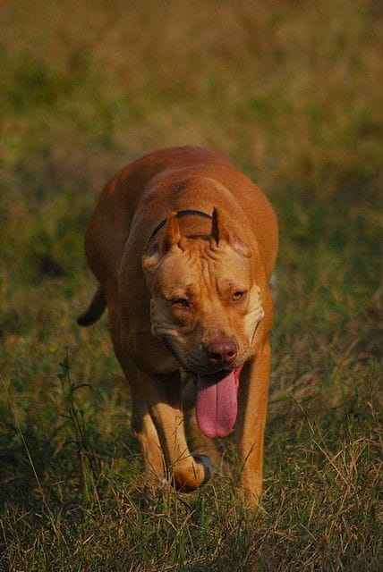 #pitbull #amstaff #Ozzy #Tara