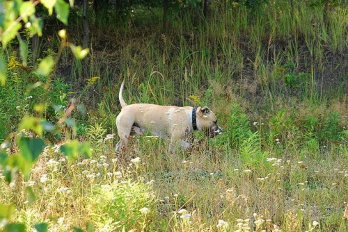 #pitbull #amstaff #Ozzy #Tara