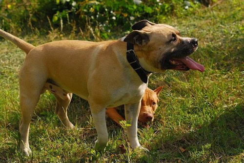 #pitbull #amstaff #Ozzy #Tara