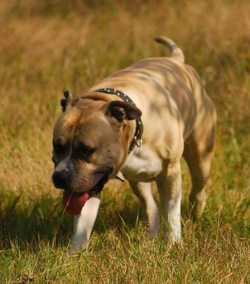 #pitbull #amstaff #Ozzy #Tara