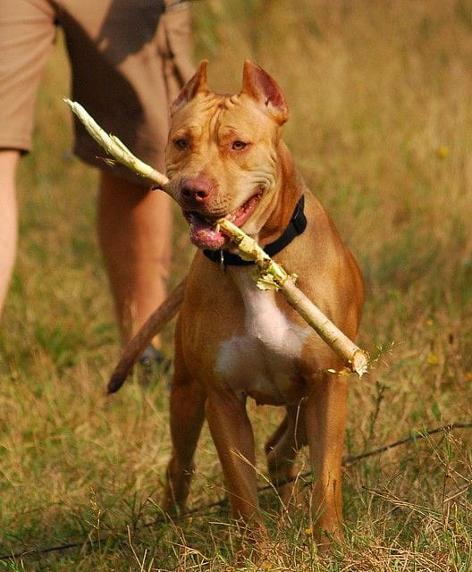 #pitbull #amstaff #Ozzy #Tara