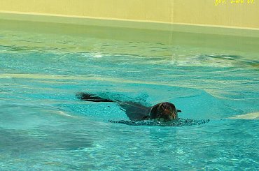 Nelson i Jojo - kotiki wrocławskie #kotiki #uchatki #foki