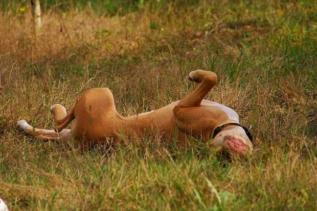 #pitbull #amstaff #Ozzy #Tara