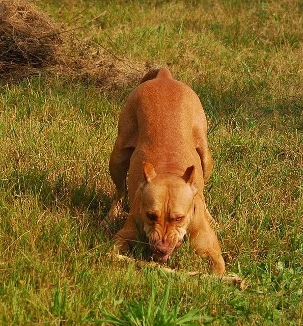 #pitbull #amstaff #Ozzy #Tara