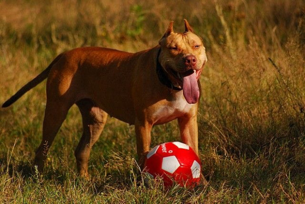 #pitbull #amstaff #Ozzy #Tara