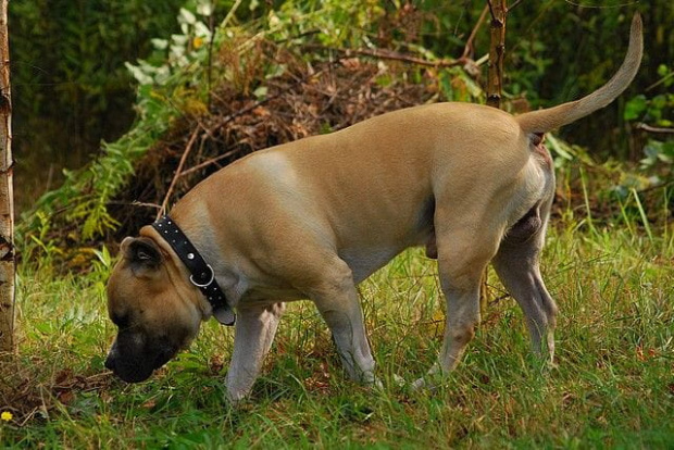 #pitbull #amstaff #Ozzy #Tara