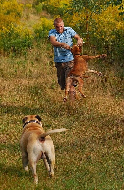 #pitbull #amstaff #Ozzy #Tara