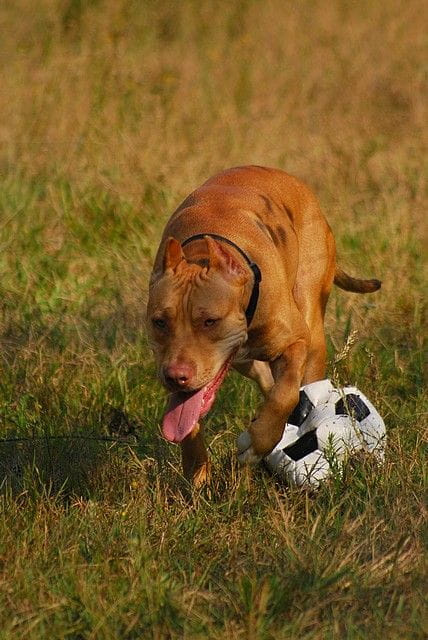 #pitbull #amstaff #Ozzy #Tara