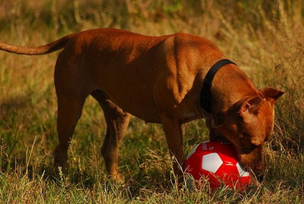 #pitbull #amstaff #Ozzy #Tara