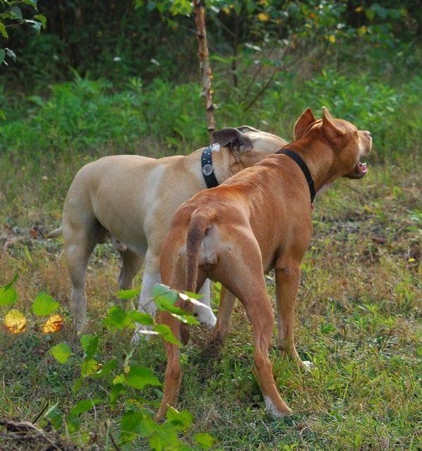 #pitbull #amstaff #Ozzy #Tara