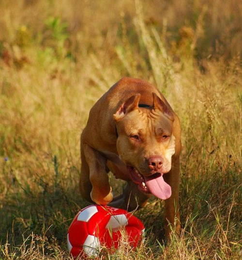 #pitbull #amstaff #Ozzy #Tara