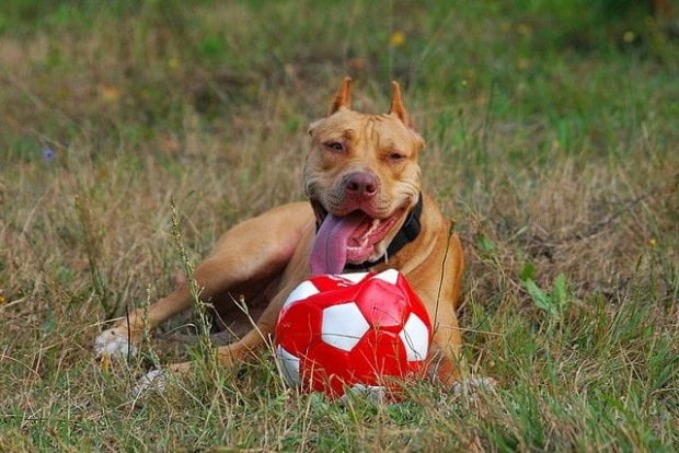 #pitbull #amstaff #Ozzy #Tara