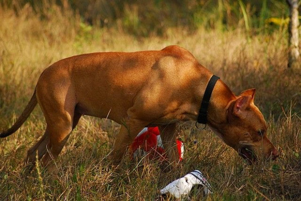 #pitbull #amstaff #Ozzy #Tara