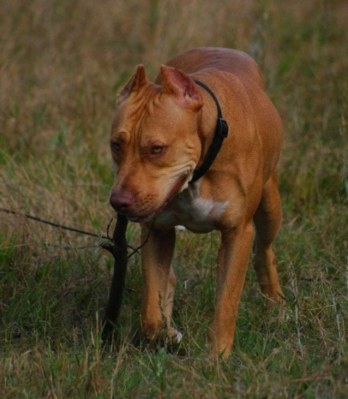 #pitbull #amstaff #Ozzy #Tara