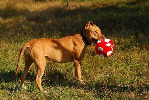 #pitbull #amstaff #Ozzy #Tara