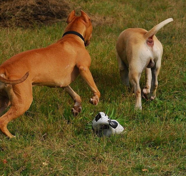 #pitbull #amstaff #Ozzy #Tara