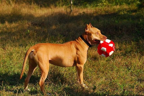 #pitbull #amstaff #Ozzy #Tara