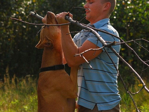 #pitbull #amstaff #Ozzy #Tara