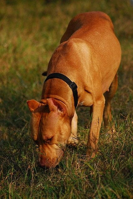 #pitbull #amstaff #Ozzy #Tara