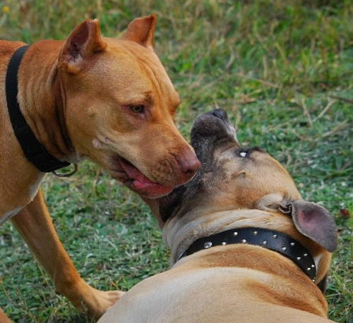 #pitbull #amstaff #Ozzy #Tara