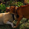 #pitbull #amstaff #Ozzy #Tara