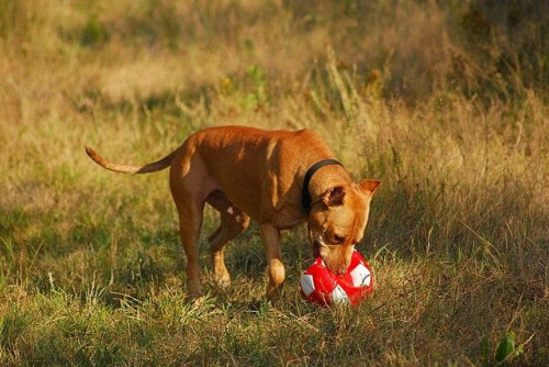 #pitbull #amstaff #Ozzy #Tara