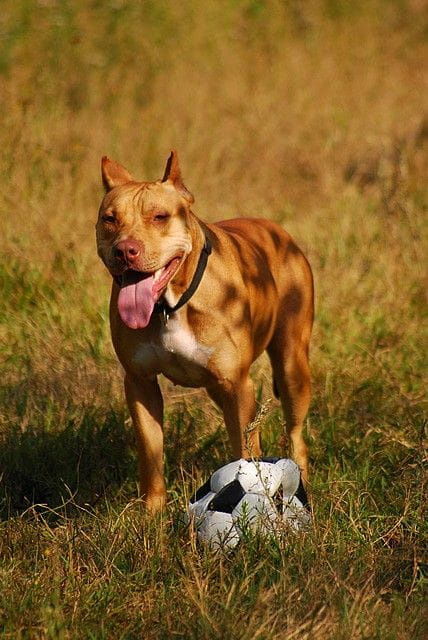 #pitbull #amstaff #Ozzy #Tara