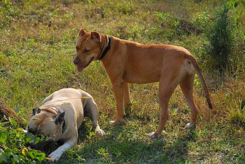 #pitbull #amstaff #Ozzy #Tara