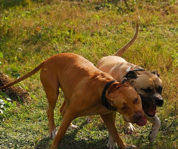 #pitbull #amstaff #Ozzy #Tara