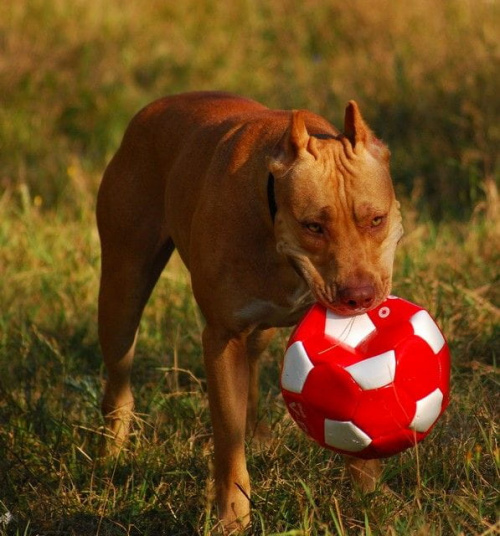 #pitbull #amstaff #Ozzy #Tara