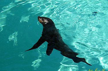 Nelson i Jojo - kotiki wrocławskie #kotiki #uchatki #foki