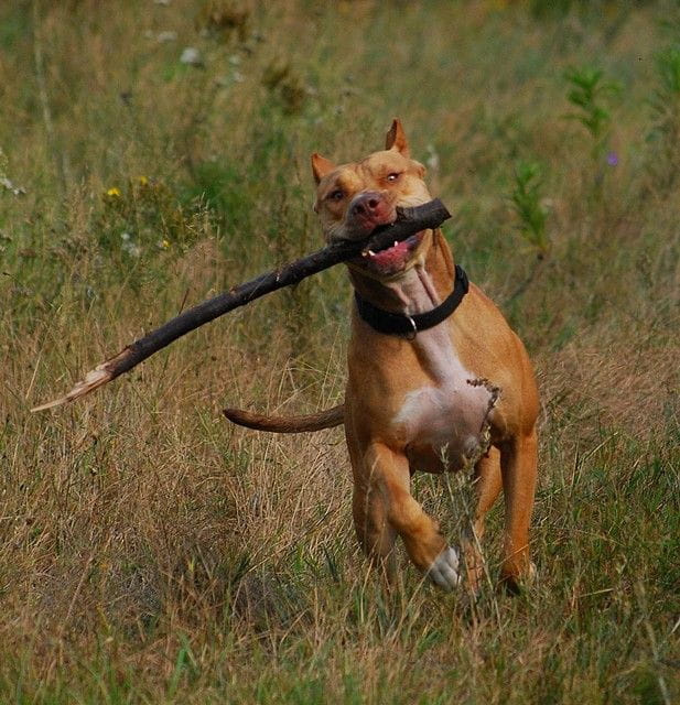 #pitbull #amstaff #Ozzy #Tara