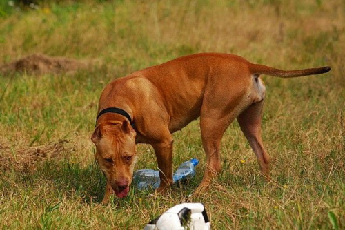 #pitbull #amstaff #Ozzy #Tara