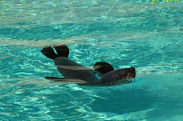 Nelson i Jojo - kotiki wrocławskie #kotiki #uchatki #foki