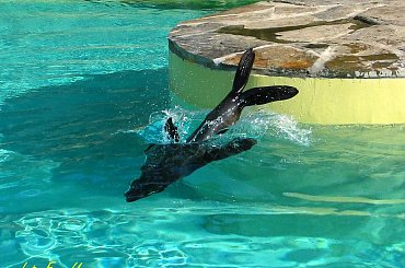 Nelson i Jojo - kotiki wrocławskie #kotiki #uchatki #foki