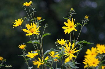 jesiennie ... :)) #jesień #WPolu #topinambur #SłonecznikBulwiasty #kwiaty