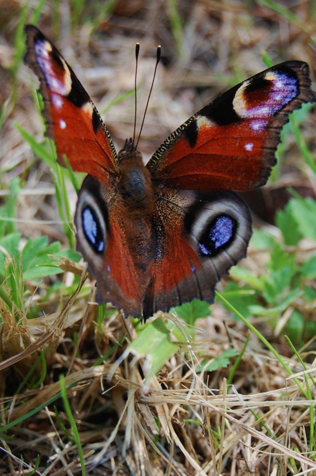 #motyl