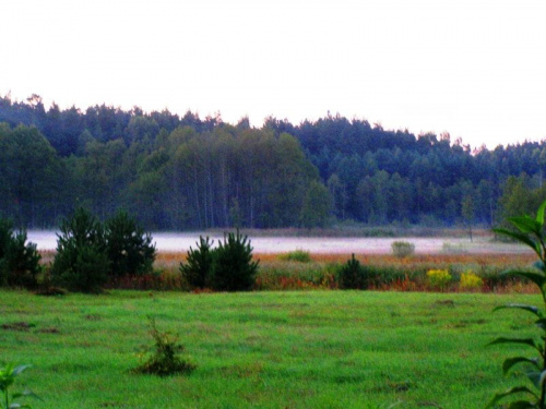 W cieniu puszczy - Cieliczanka