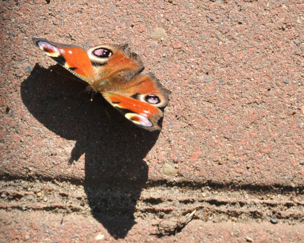 Motyl we własnym ogrodzie