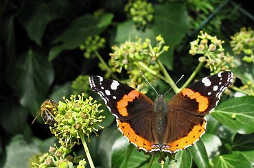 niedziela, po obiadku, wrzucam kilka fotek i ruszam... swoimi ścieżkami :) #motyl #RusałkaAdmirał #pszczoła