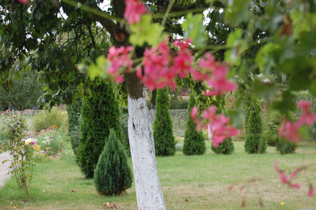 jesienny ogród #KwiatyOgród