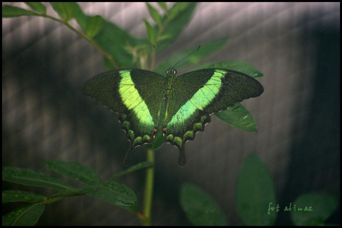 motylki w botanika,w ciaglym ruchu,ciezko je uchwycic