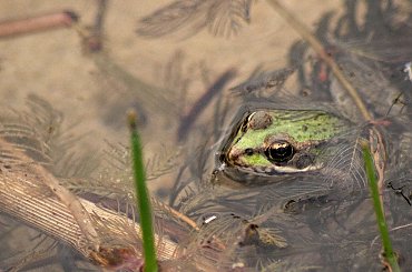 jesieni c.d. ... :)) #jesień #żaby #NadWodą #płazy #makro