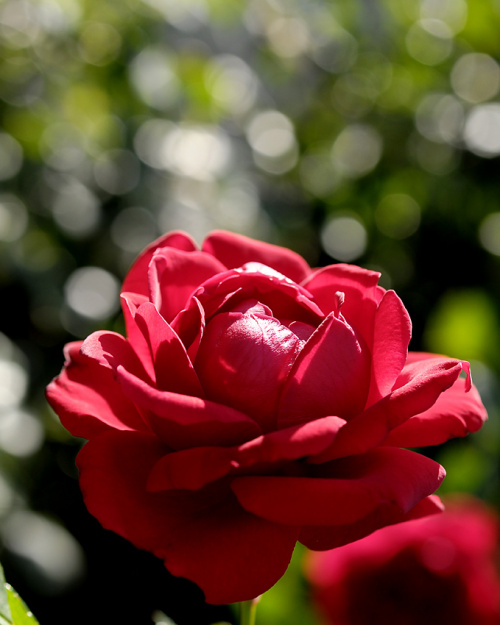 ta jedna,wybrana z tysiecy roz... #ogrody #roze #macro