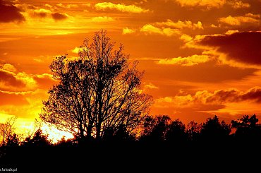Zachód słońca #lezajsk #leżajsk #zachód #słońce #słońca #zachod #chmurykrajobraz #widok #las #drzewa