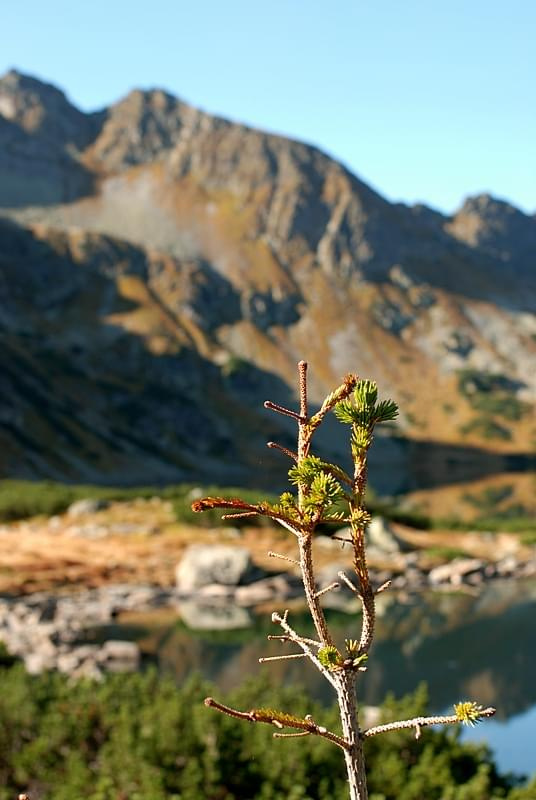 #Tatry #góry #OrlaPerć