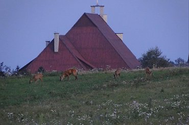 Pasły się sarenki na tle kościoła #sarna #sarny